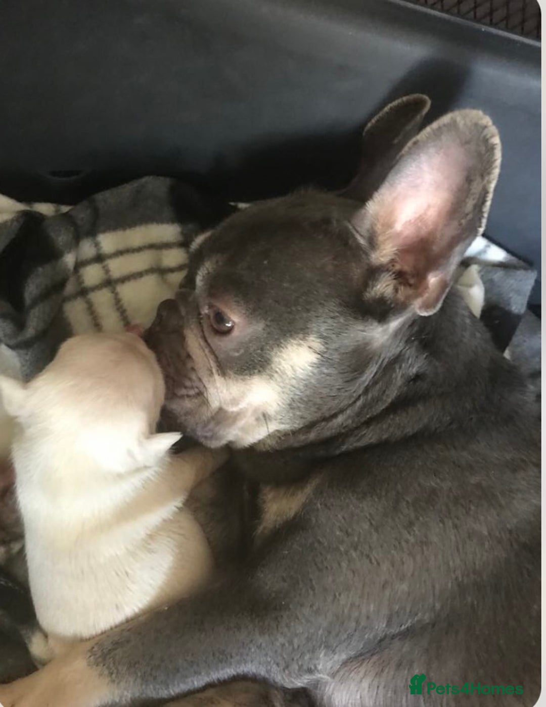 French Bulldog dogs for sale: 2 French Bulldog Puppy’s available - Image 9
