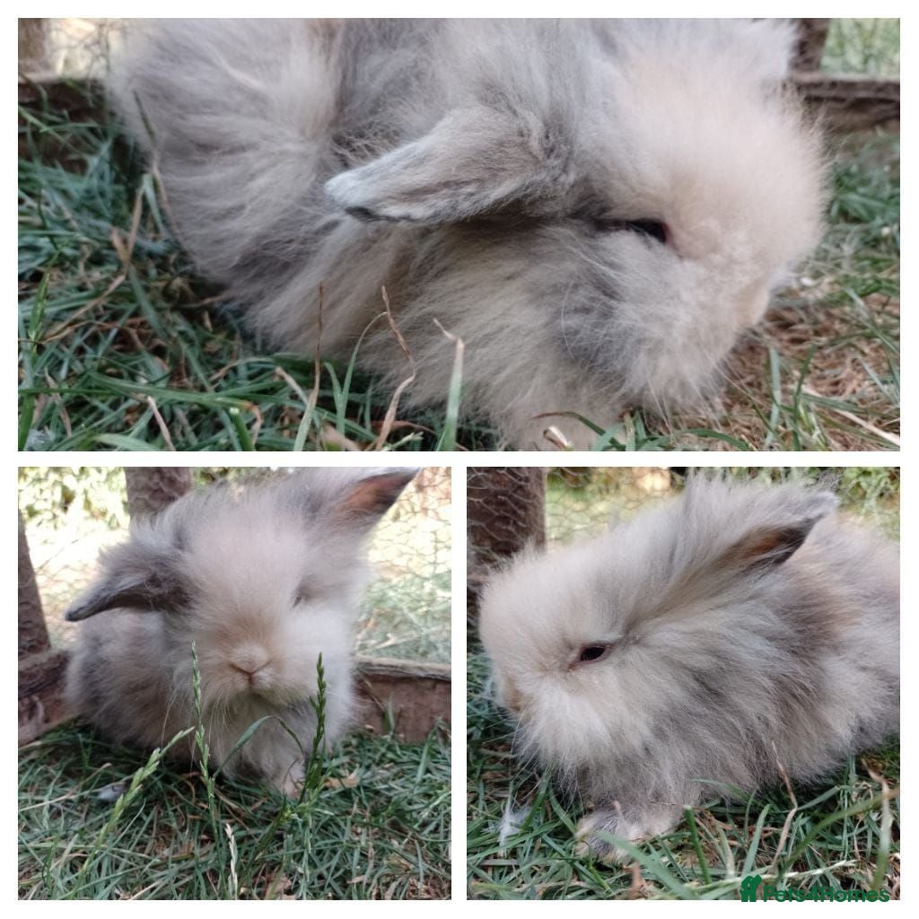 Mini Lion Lop rabbits Mini lion head lop  - Advert 2