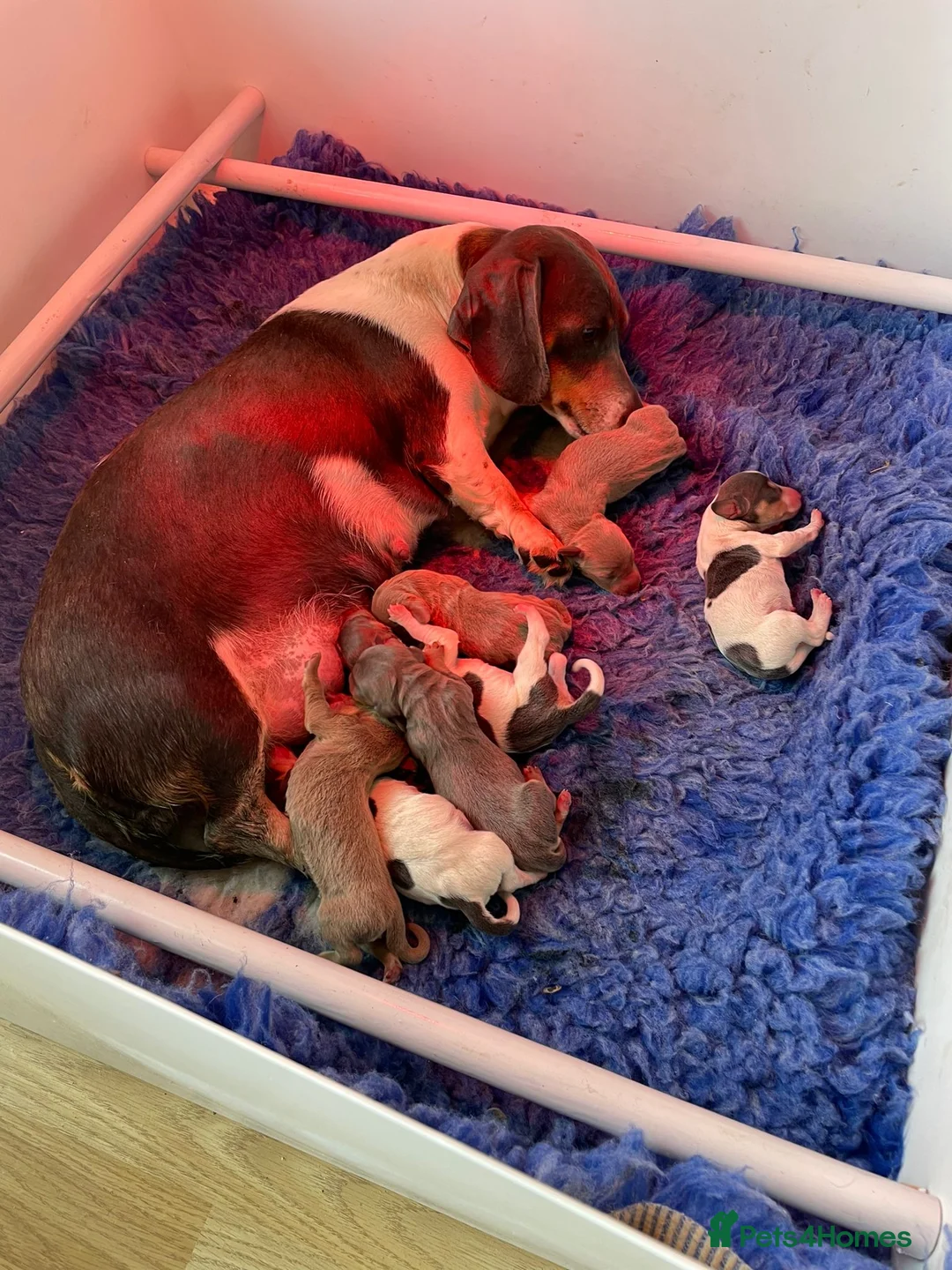 Miniature Dachshund dogs for stud: 🍦ALPHA mini cream Int/Int pied Smooth dachshund ! in Mexborough - Advert 23