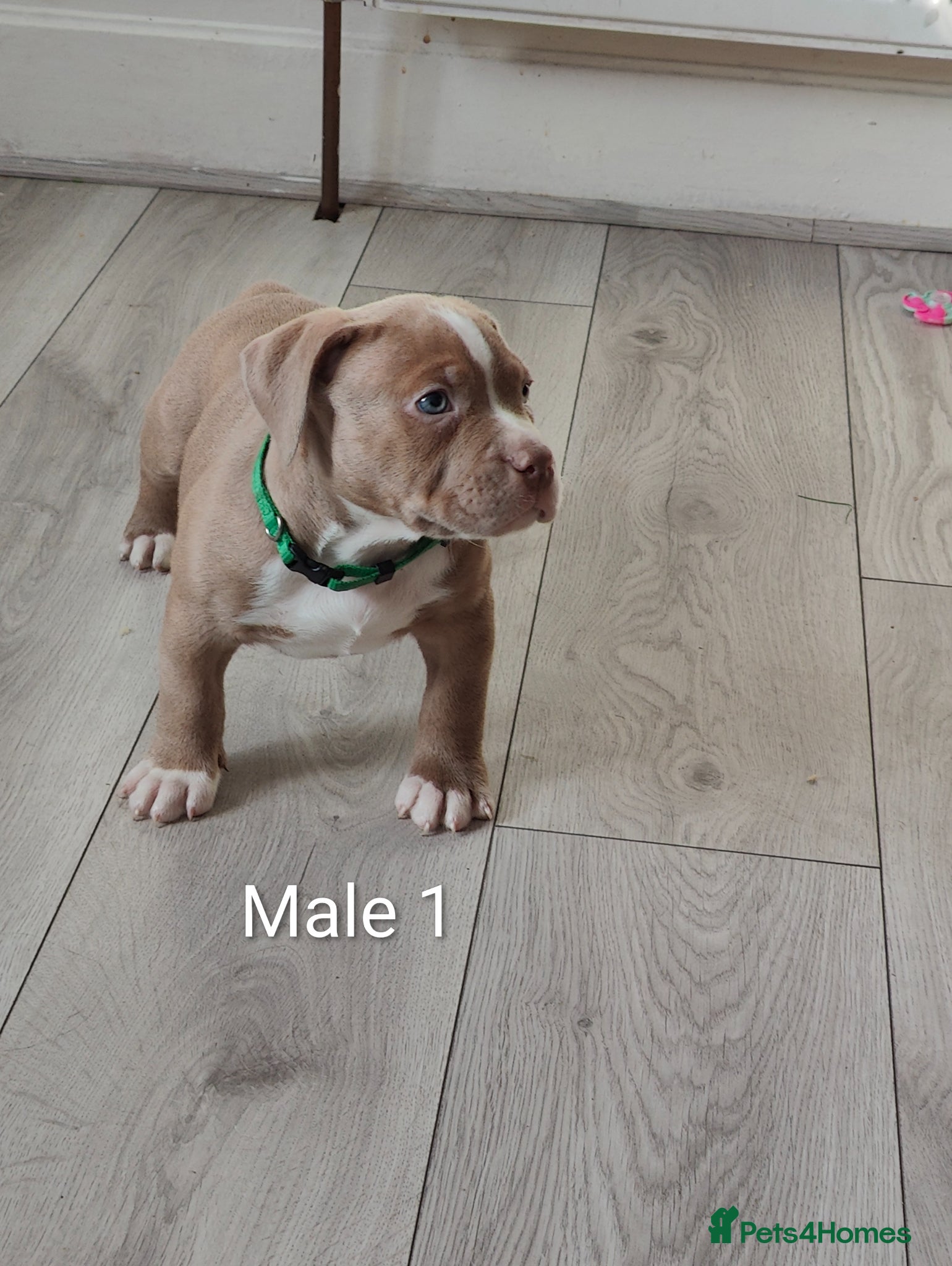 American Bully dogs 💎Elite Lilac Tri Pocket Bullies AKBC registered💎 - Advert 1