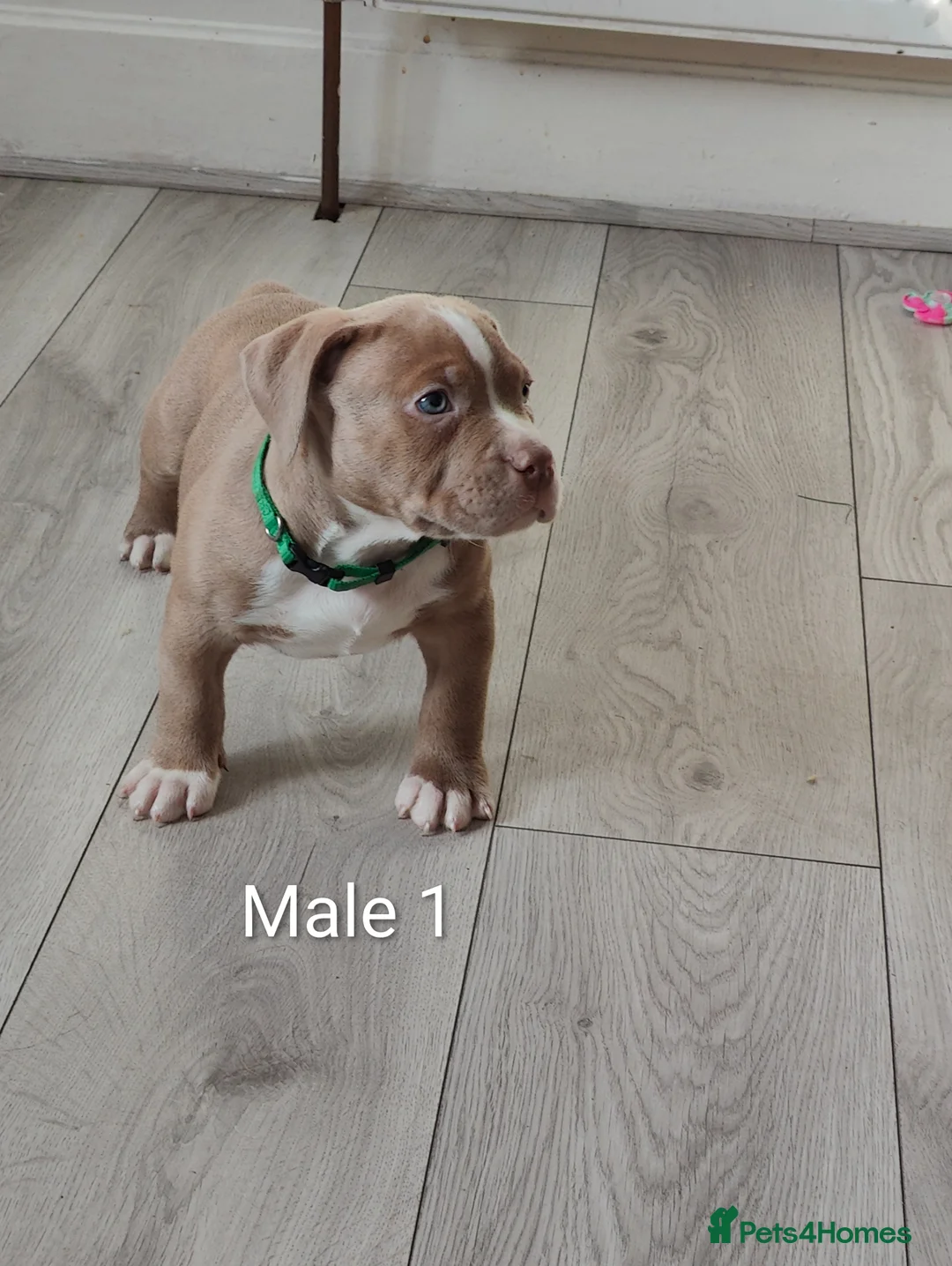 American Bully dogs for sale: 💎Elite Lilac Tri Pocket Bullies AKBC registered💎 - Advert 2