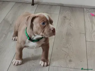 American Bully dogs 💎Elite Lilac Tri Pocket Bullies AKBC registered💎 - Advert 2