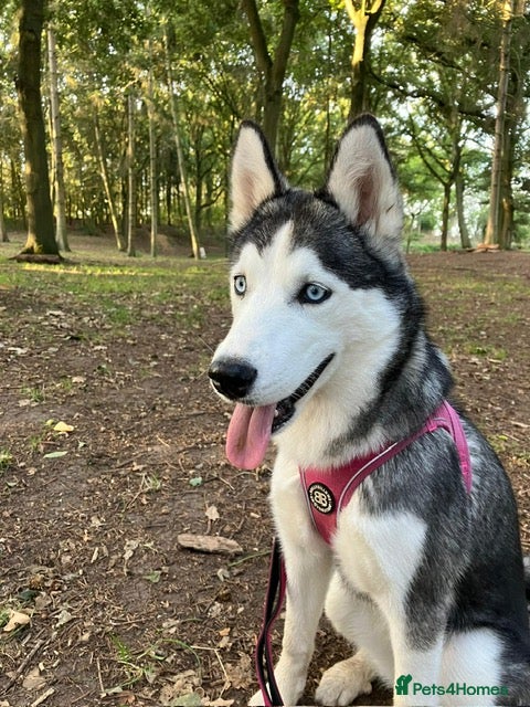 Siberian Husky dogs Siberian Husky Needing a New Start - Advert 9