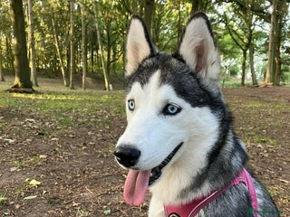 Siberian Husky dogs Siberian Husky Needing a New Start - Advert 1