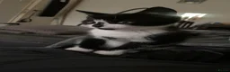 British Shorthair cats for sale: FR3EE GORGEOUS KITTENS READY FOR A NEW HOME  - Advert 13