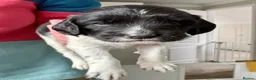 English Springer Spaniel dogs for sale: Outstanding litter looking for fantastic homes - Advert 14