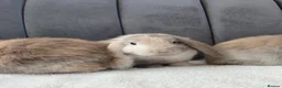 Mini Lop rabbits for sale: Gorgeous Mini Lop Babies - Advert 12