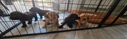 Cocker Spaniel dogs for sale: Show type Cocker Spaniels - Advert 5