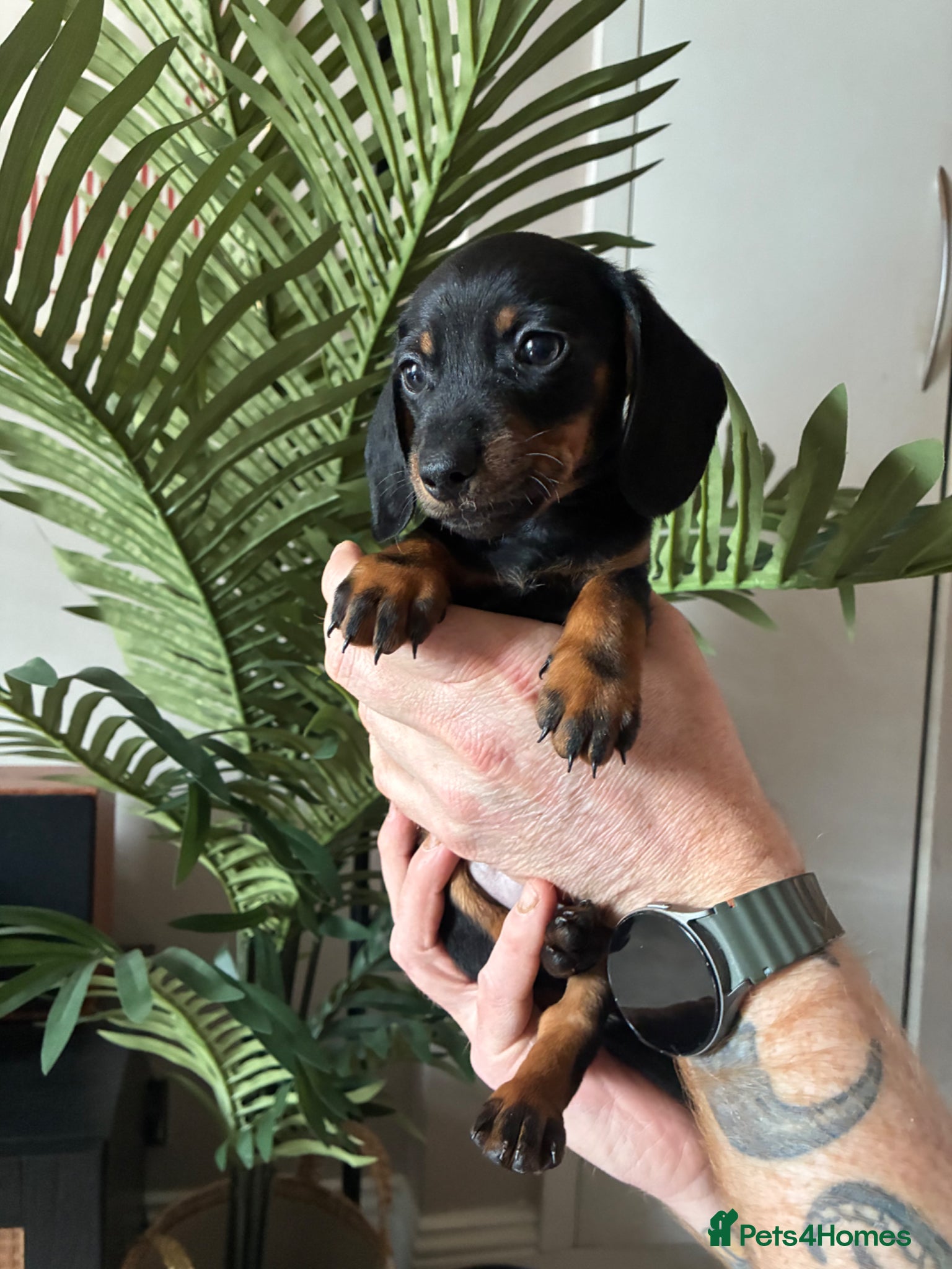 Miniature Dachshund dogs Beautiful Miniature Dachshund Puppies - All Boys - Advert 4
