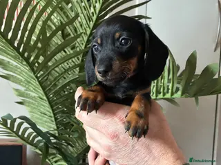 Miniature Dachshund dogs 4 Left - Beautiful Miniature Dachshund Puppies - Advert 2