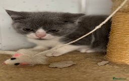 British Shorthair cats for sale: British shorthair kittens.  - Image 5