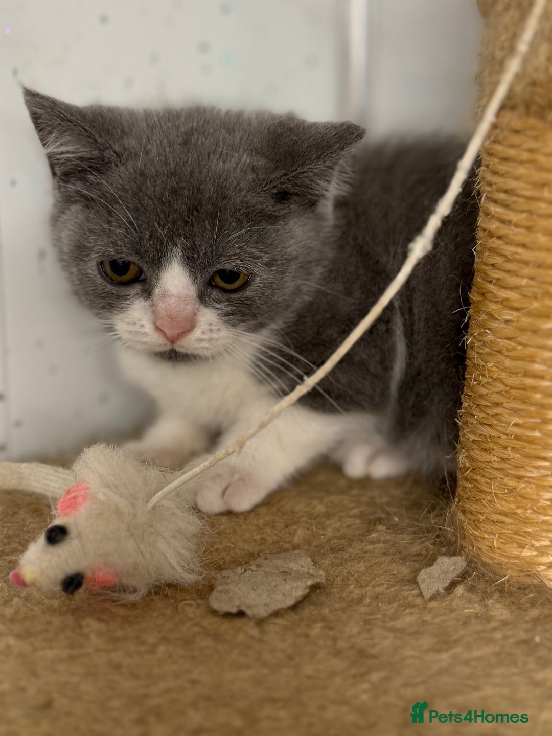 British Shorthair cats for sale: British shorthair kittens.  - Image 5