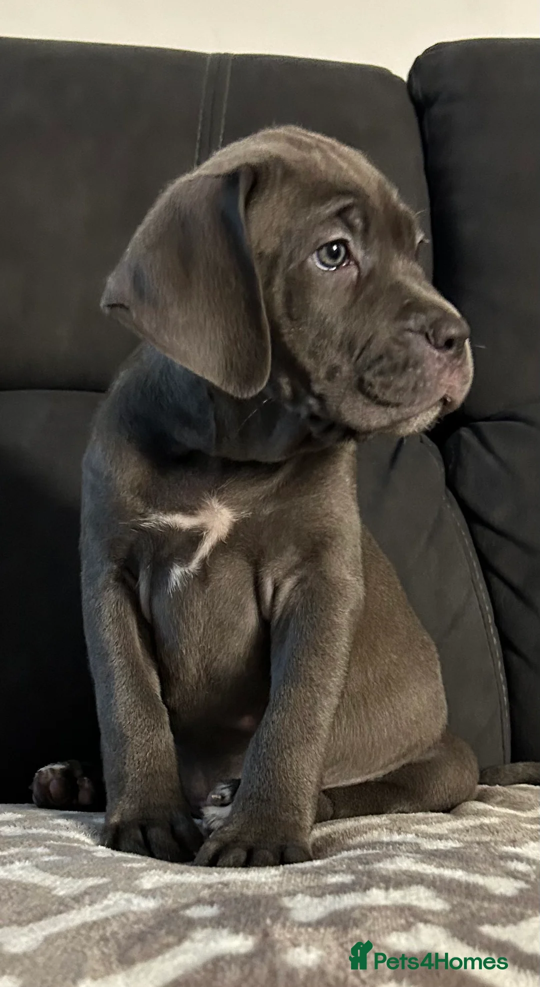 Cane Corso dogs for sale: Cane corso champion bloodline pups  - Advert 25