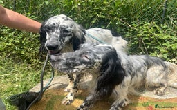 English Setter dogs for adoption: Floss - Image 6