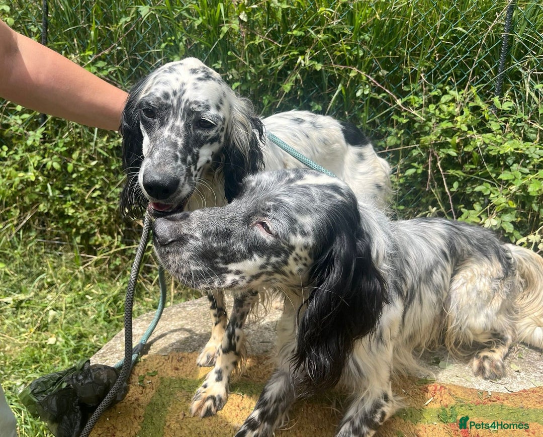 English Setter dogs for adoption: Floss - Image 6