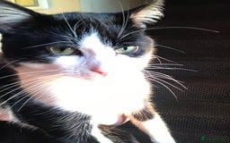 Domestic Shorthair cats for sale: Beans - Image 1