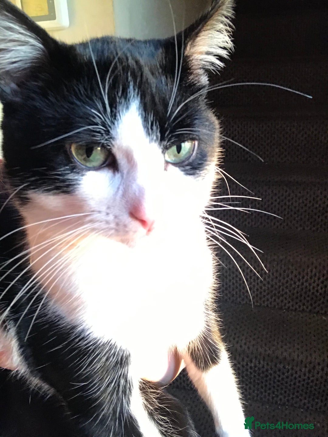 Domestic Shorthair cats for sale: Beans - Image 1