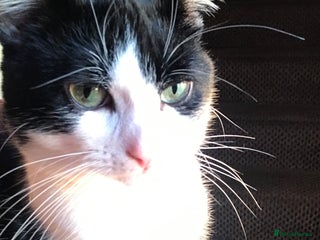 Domestic Shorthair cats for sale - Advert 1