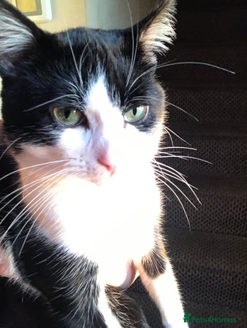 Domestic Shorthair cats - Advert 5