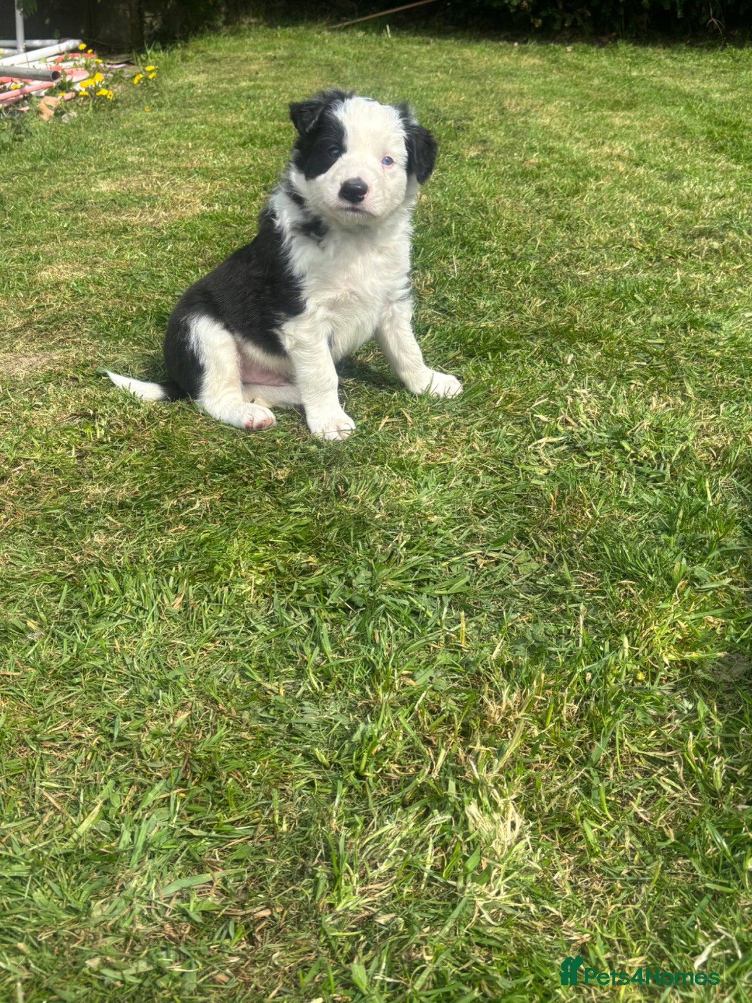 Mixed Breed dogs Beautiful Huntaway X Collie Pups  - Advert 2