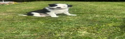 Mixed Breed dogs for sale: Beautiful Huntaway X Collie Pups - Advert 5