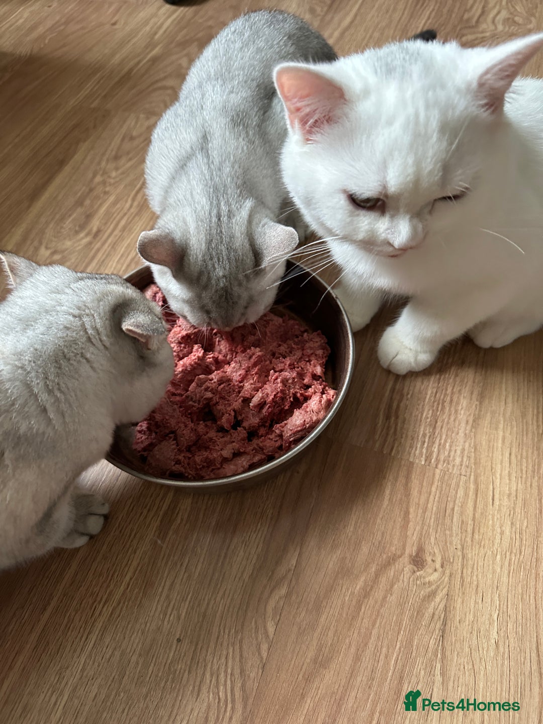 British Longhair cats for sale: Gorgeous British Longhair & Shorthair Kittens - Image 16