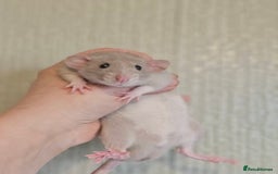 Rat rodents for sale: Deansfield Rattery - Rex, Dumbo, Double Rex - Advert 4