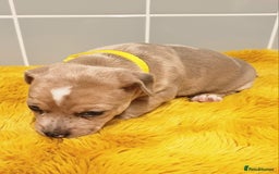 Jack Russell dogs for sale: Lilac Merle jack russell boy - Image 3