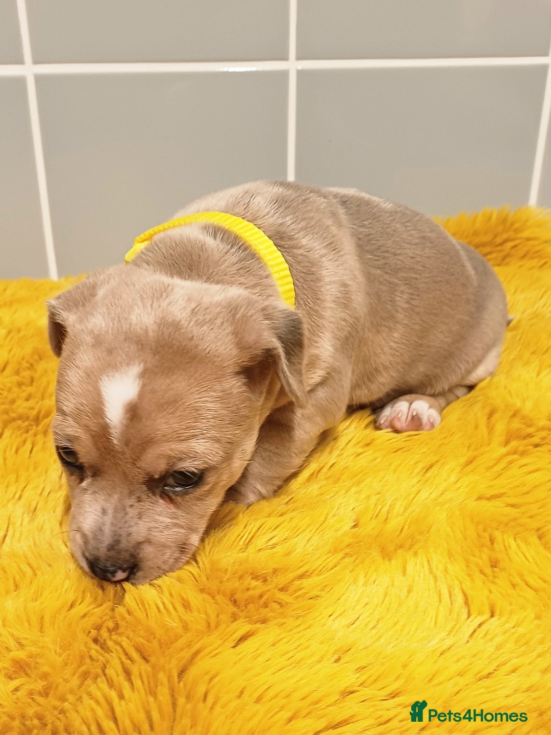 Jack Russell dogs for sale: Lilac Merle jack russell boy - Image 3