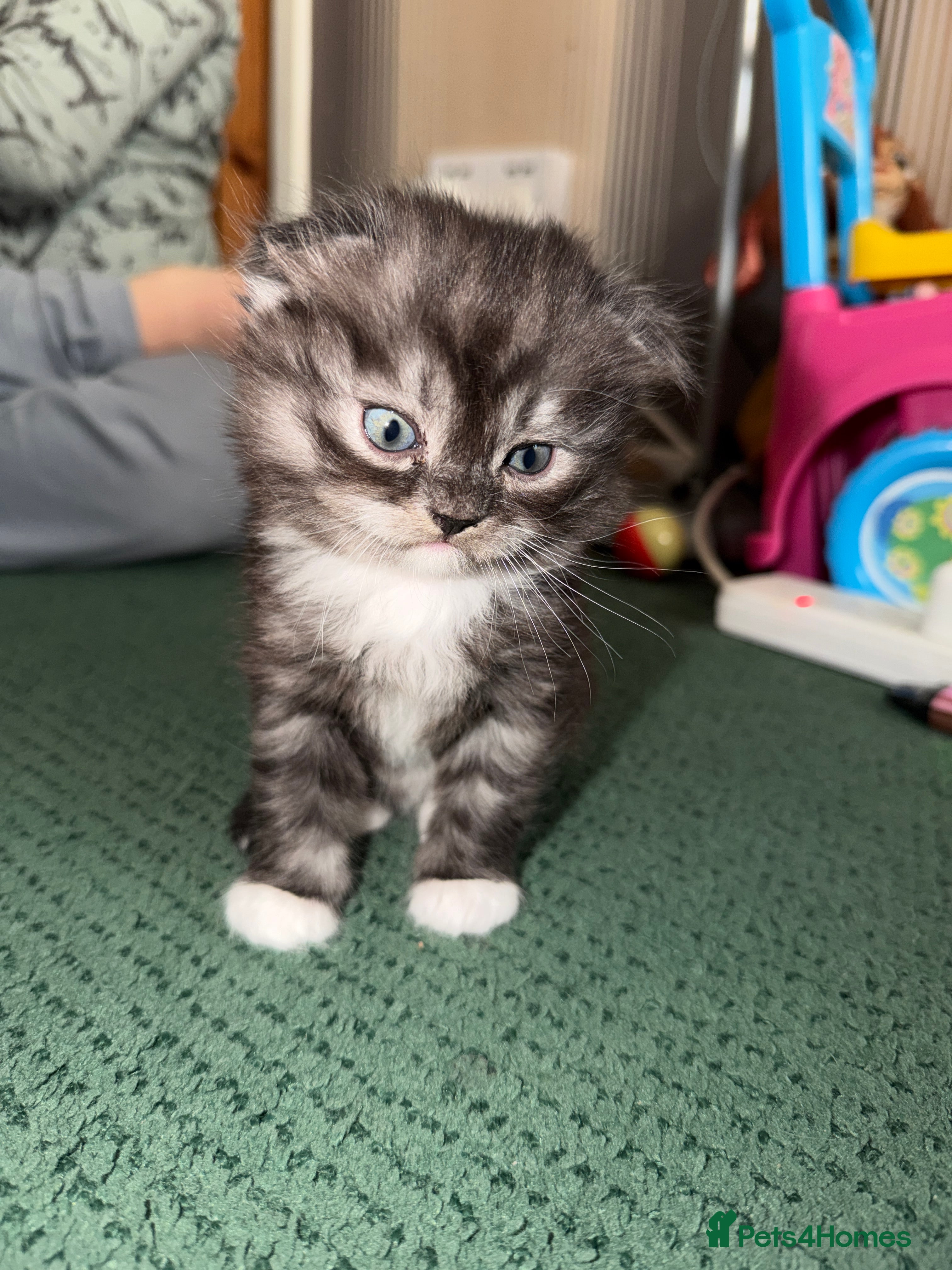 Mixed Breed cats BritishShortHair&ScottishFold Kittens - Advert 6