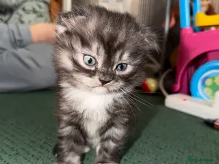 Mixed Breed cats BritishShortHair&ScottishFold Kittens - Advert 6