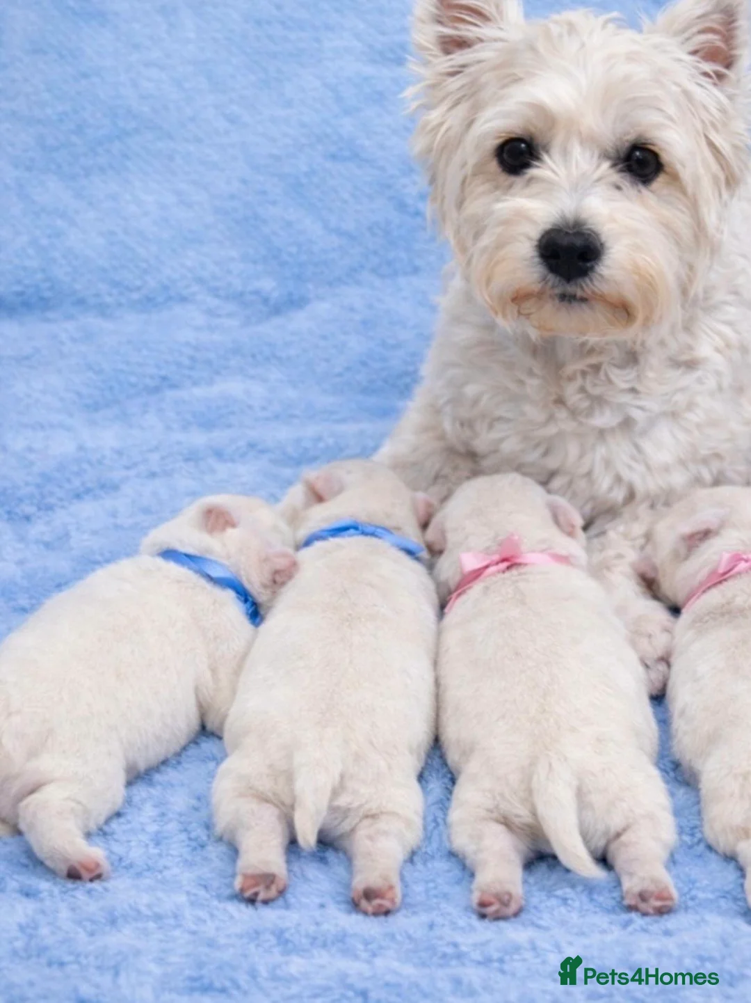 West Highland Terrier dogs for sale: Stunning Pure Pedigree West Highland Terrier  - Advert 5