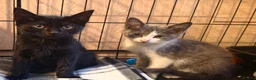 Domestic Shorthair cats for adoption: Tommy & Arthur - Adopt Cats in Crisis East London - Advert 1