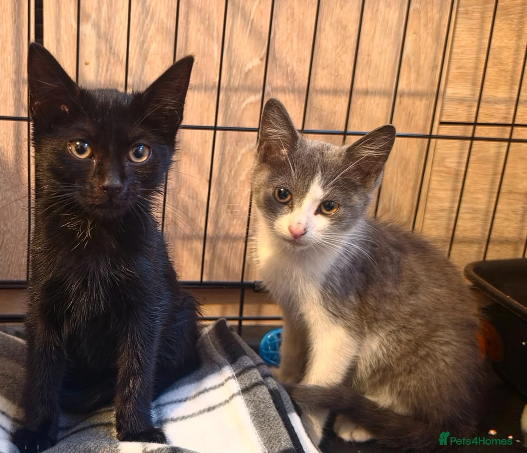 Domestic Shorthair cats for adoption: Tommy & Arthur - Adopt Cats in Crisis East London - Advert 1