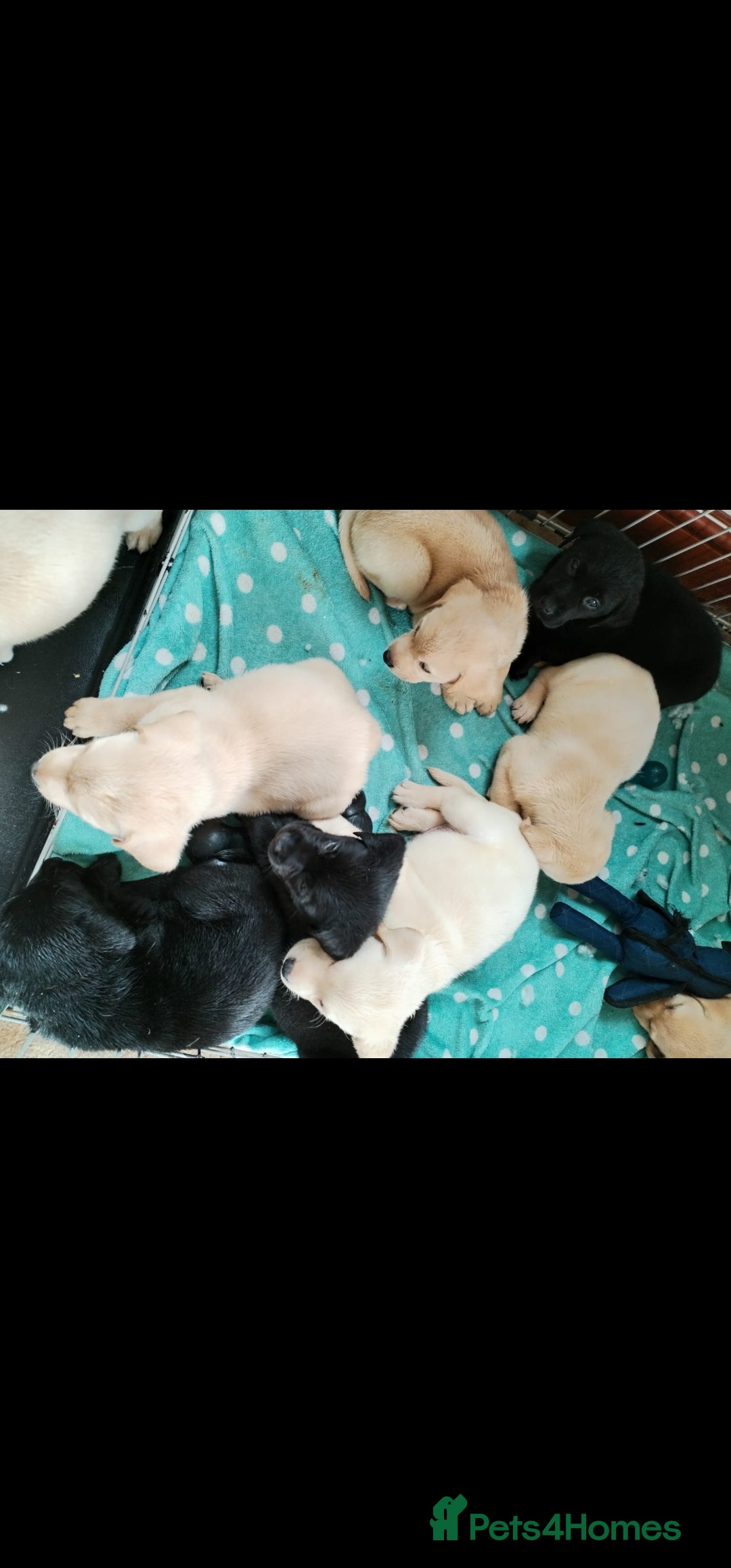 Labrador Retriever dogs for sale: Beautiful Labrador Pups - Image 13