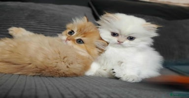 British Longhair cats - Advert 3