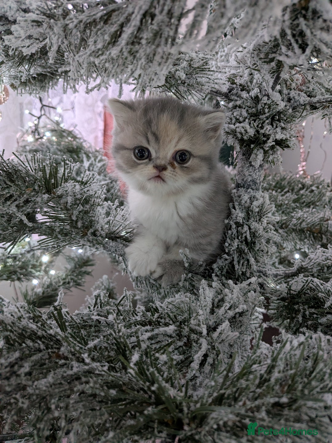 Exotic cats for sale: Beautiful Exotic kittens  - Advert 4