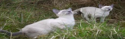 Siamese cats for sale: Adorable Siamese Kittens - Advert 3