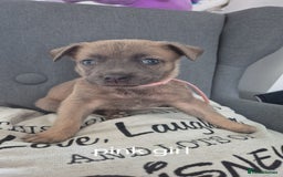 Mixed Breed dogs for sale: German shepard cross American bulldogs - Image 7