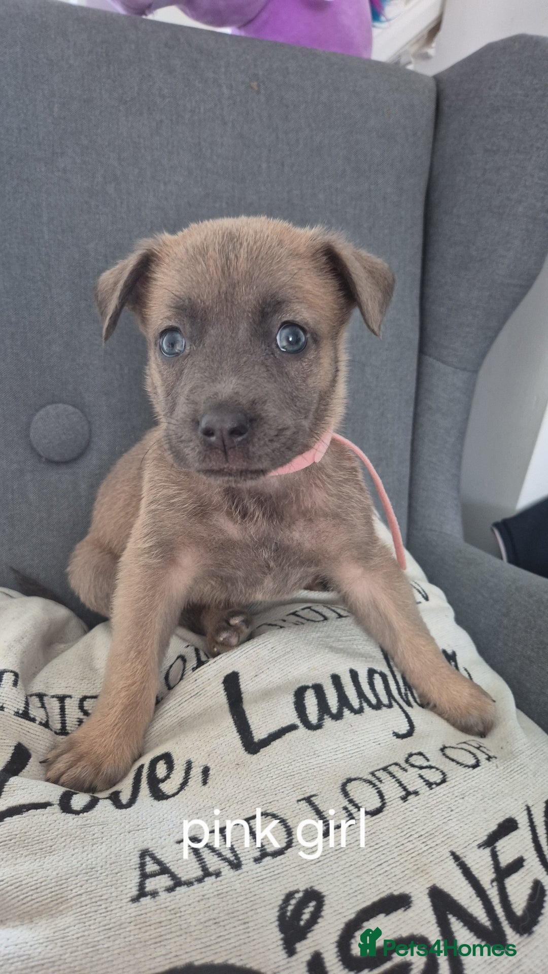 Mixed Breed dogs for sale: German shepard cross American bulldogs - Image 7