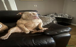 Mixed Breed dogs for sale: Loving, Loyal Boy Seeking his Forever Home  - Advert 3