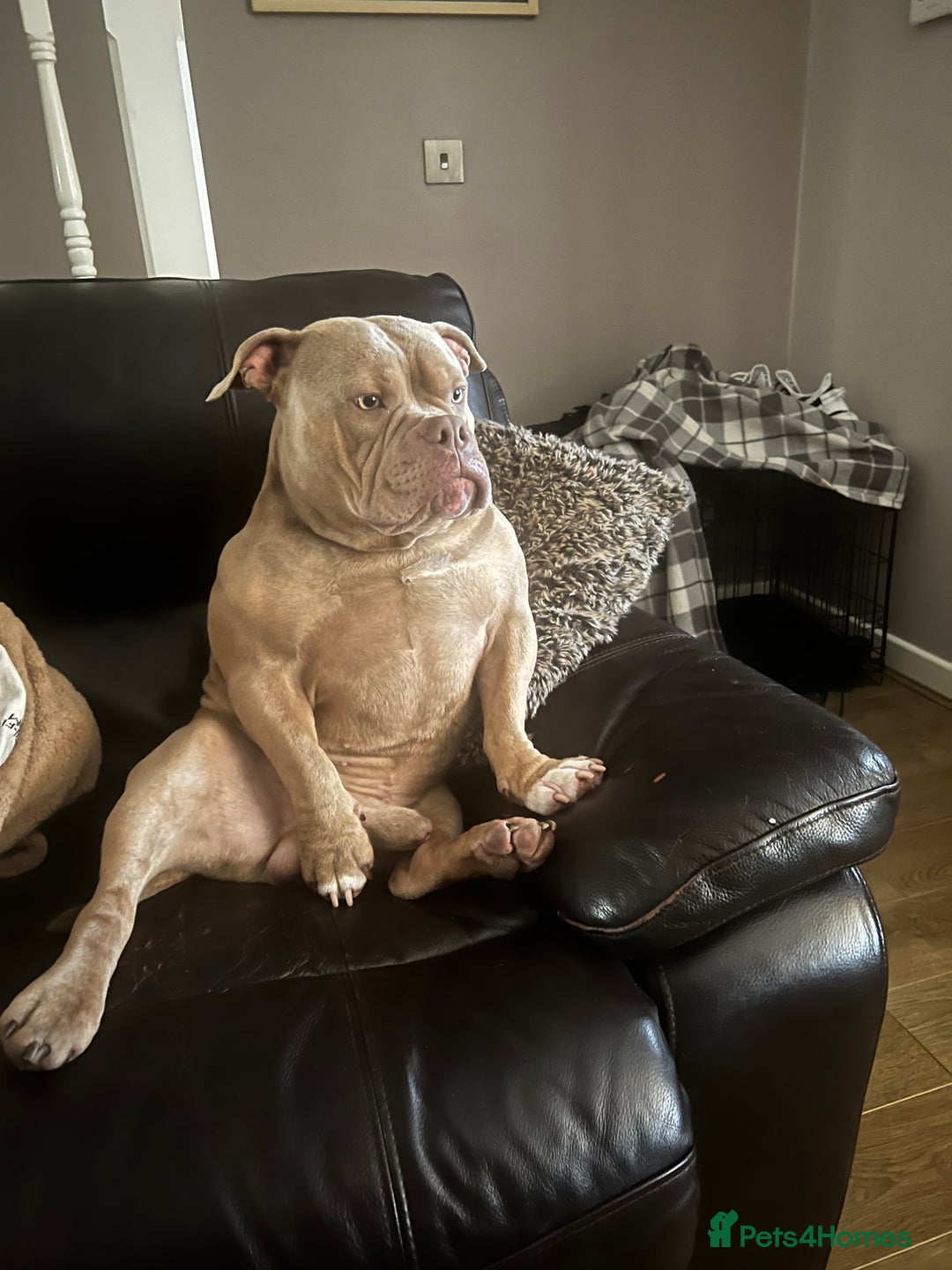 Mixed Breed dogs for sale: Loving, Loyal Boy Seeking his Forever Home  - Advert 3