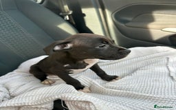 Mixed Breed dogs for sale: Staff x cane corso puppies - Image 14