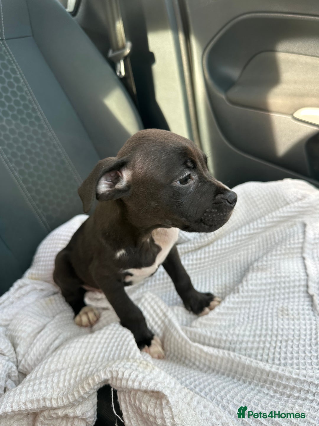 Mixed Breed dogs for sale: Staff x cane corso puppies - Image 14