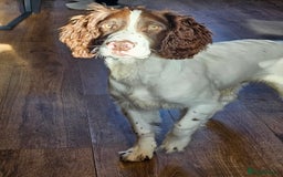 English Springer Spaniel dogs for sale: Springer spaniel  - Image 8