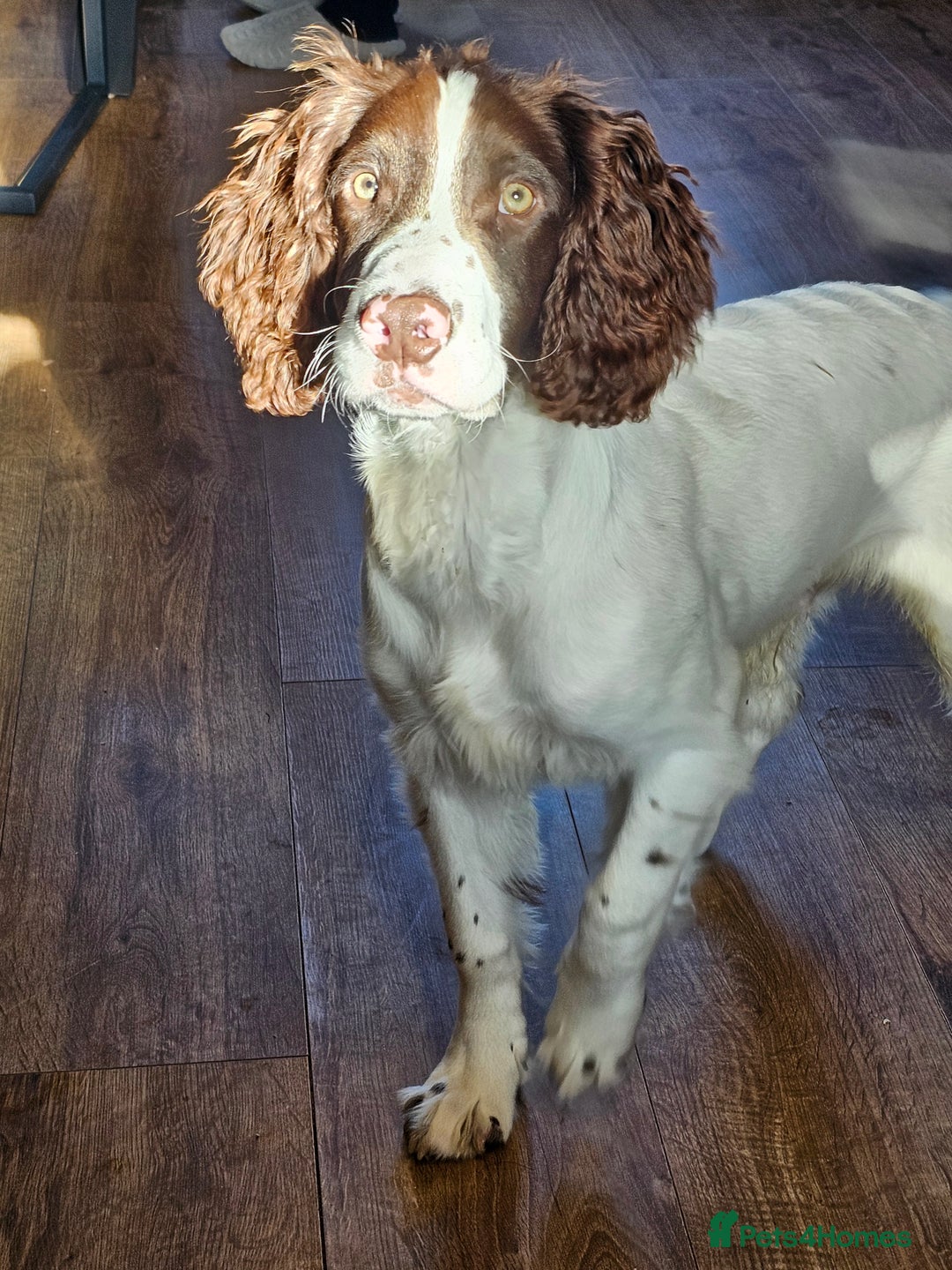English Springer Spaniel dogs for sale: Springer spaniel  - Image 8