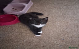 Mixed Breed cats for sale: Beautiful kittens - Advert 7