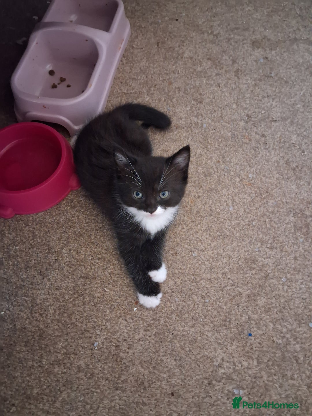 Mixed Breed cats for sale: Beautiful kittens - Advert 7