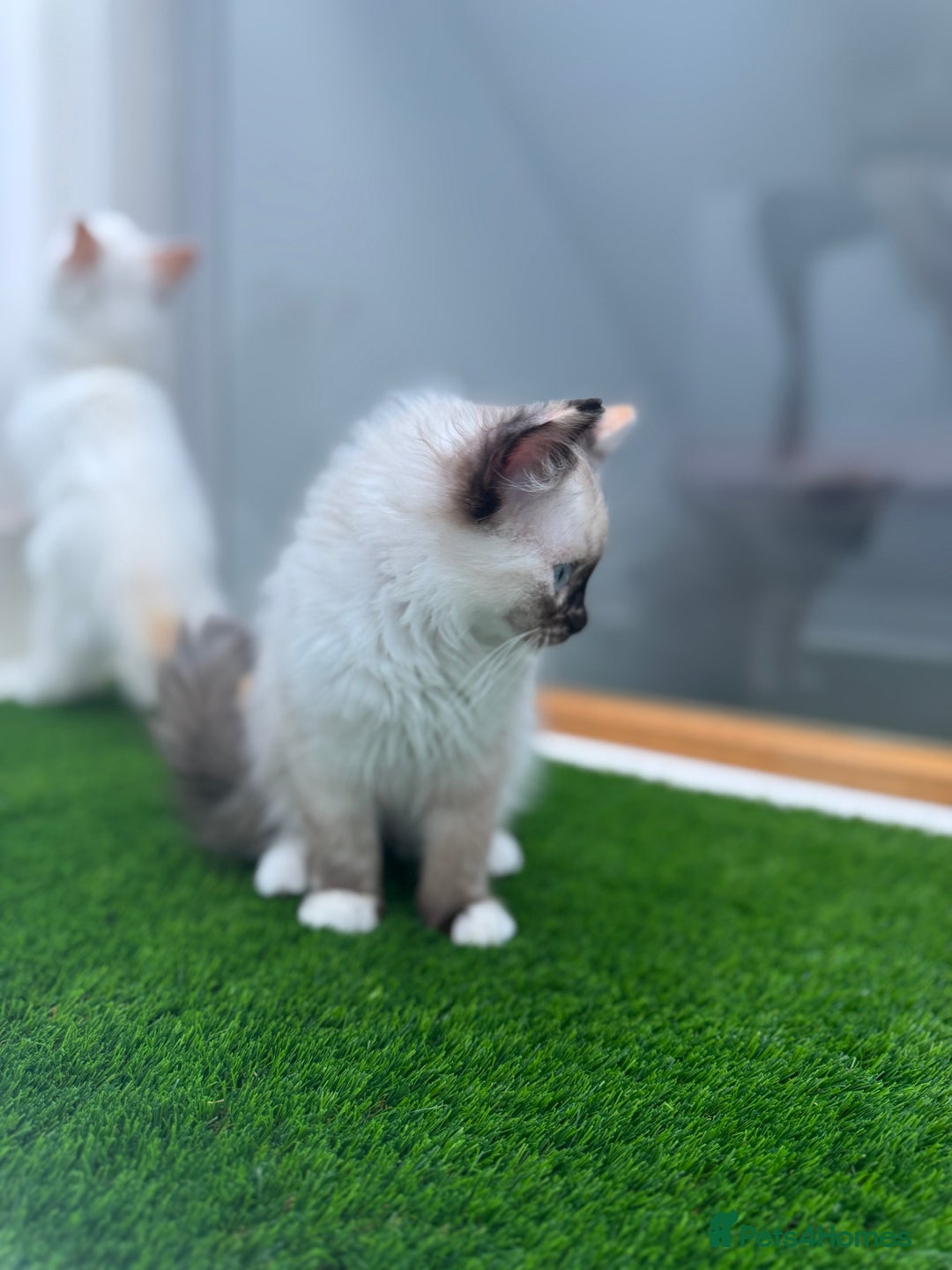 Ragdoll cats for sale: 4 FLAME POINT RAGDOLL KITTENS- 2 ALREADY SOLD!!!! - Image 16