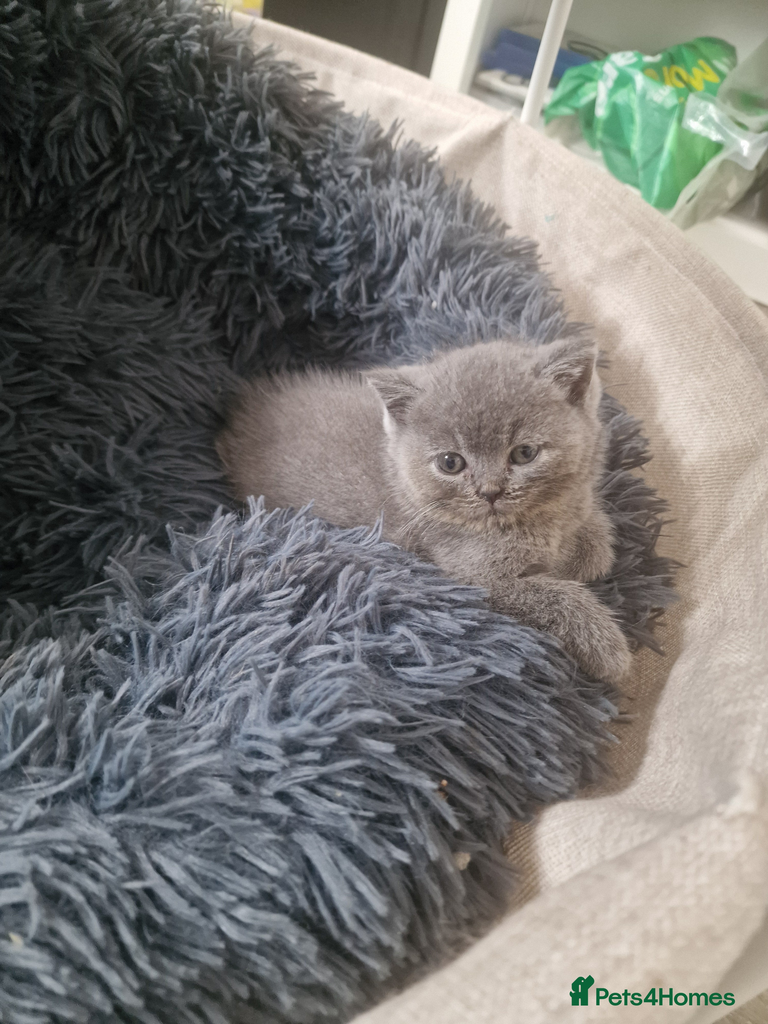 British Shorthair cats 2 darks chocolate and one blue - Advert 2